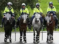 Police montée australienne équipant ses chevaux de protections sur la tête et de bandes réfléchissantes sur les protections des membres.