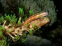 Ecsenius axelrodi (Blennioidei)