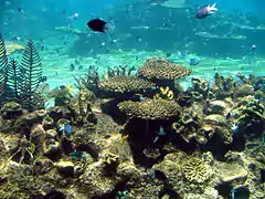Aquarium marin, à Sea World, Queensland (Australie)