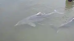 Description de l'image Australian humpback dolphins, Tin Can Bay, 2016.jpg.