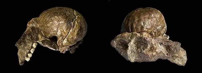 Moulage naturel de l'endocrâne d'un Australopithecus africanus(Sts 60 & Tm 1511).