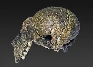 Moulage naturel de l'endocrâne d'un Australopithecus africanus (Sts 60)
