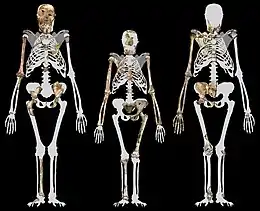 Comparaison entre trois squelettes d'australopithèques : le spécimen MH1, la célèbre Lucy (au centre) et le spécimen MH2.