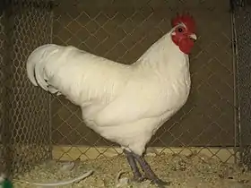 Coq Australorp nain blanc