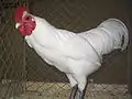 Coq Australorp  nain blanc