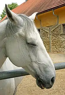 Tête d'un cheval blanc somnolant dont les lèvres sont décolorées en rose.