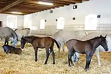 Dans une grande pièce aux nombreuses fenêtres et au sol recouvert de paille, plusieurs chevaux, aux robes allant du noir au gris clair, sont stationnés.