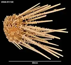 Austrocidaris spinulosa