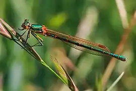 Austrolestes cingulatus (Lestidae)