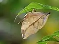 Papillon-feuille, ailes fermées, Kérala, Inde