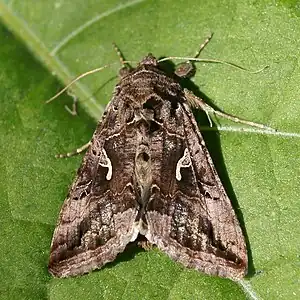 PlusiinaeAutographa gamma