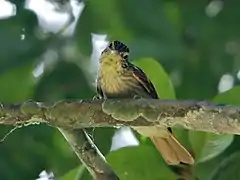 Description de l'image Automolus subulatus - Striped woodhunter; Xapuri, Acre, Brazil.jpg.