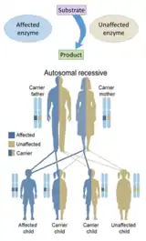 Les défauts héréditaires des enzymes proviennent généralement d'un autosome car il y a plus d'autosomes que de gonosomes. De plus, ce type de problème héréditaire est récessif car les enzymes des gènes non affectés suffisent en général à prévenir les symptômes chez les porteurs. Une exception existe tout de même, le gène non affecté ne peut pas compenser celui affecté ce qui entraine l'haploinsufficacité.