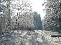 Bois en direction de Vichten.