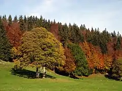 L'automne au Sentier.