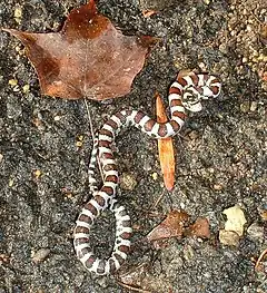 Description de l'image Autumn milksnake.jpg.