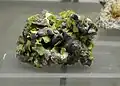 Autunite sur barite: Bergen, Vogtland - Museum de Bonn, Allemagne