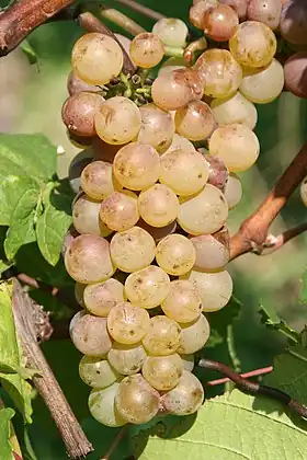 Auxerrois (cépage blanc)