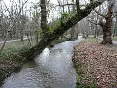 L'Auzette dans le parc.