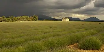 Les lavandes sous un ciel d'orage sur le plateau de Valensole dans le parc naturel régional du Verdon.