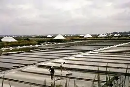 Marais salants du Ria d'Aveiro.