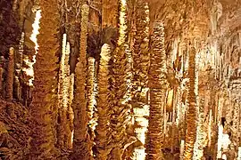 La « forêt de stalagmites » de l'aven Armand.