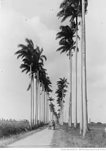 1895, avenue de Palmistes, devenue allée Dumanoir.