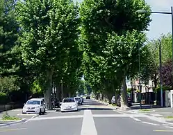 Photographie d'une avenue bordée d'arbres.