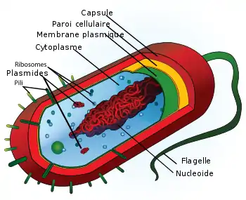 Structure d'un procaryote typique