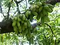 Arbre portant ses fruits, Guadeloupe.