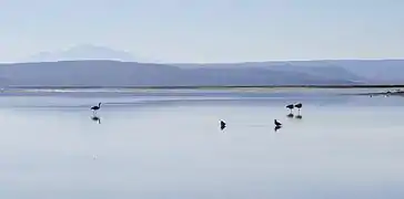 La laguna Salada et le salar de Chalviri