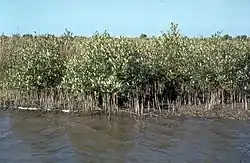 Mangrove d'Avicennia germinans