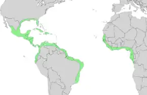 Description de l'image Avicennia germinans range map 3.png.