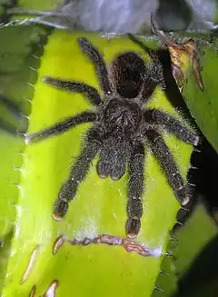 Description de l'image Avicularia avicularia - Flickr - Dick Culbert.jpg.