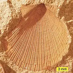 Empreinte d'un pétoncle fossilisé dans l'Ohio, dans une formation couleur ocre.