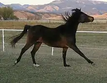 Cheval vu de profil, au galop anormal (jambes désynchronisées).