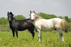 L'Axios, race de chevaux sauvages du delta