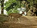 Kanha National Park, Inde