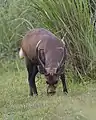 Cerf cochon mâle, parc national de Kaziranga, Inde