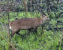 Une Cerf cochon se promenant dans l'herbe au milieu de longues tiges.