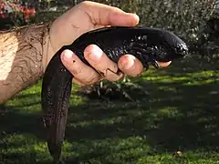 Axolotl d'un élevage amateur.