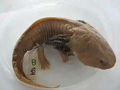 Axolotl naturalisé.