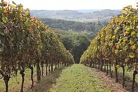 Photo d'un paysage vallonné composé de vignes.