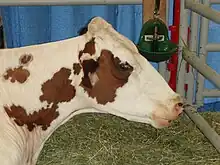 photo d'une tête de vache pie rouge de profil, dans un box paillé