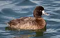 Un fuligule à tête noire (Aythya affinis) adulte femelle sur l'eau