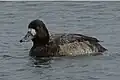 Aythya affinis femelle sur l'eau