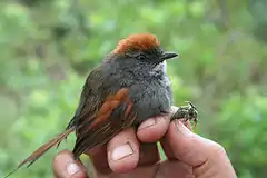 Description de l'image Azaras Spinetail (Synallaxis azarae infumata) held in hand.jpg.