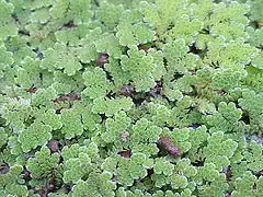 Azolla caroliniana (Azollaceae)