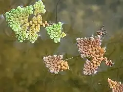 Description de l'image Azolla pinnata3.jpg.