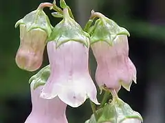 Campanule (Azorina vidalii, Asterales, Campanulaceae)